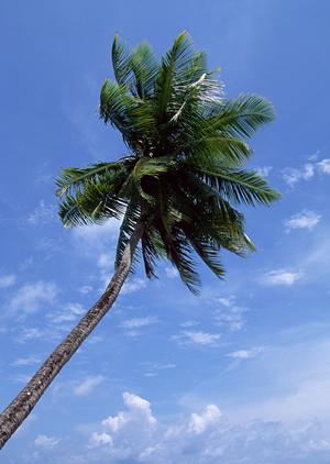 新潟駅徒歩1分の便利なビジネスホテル：東横INN新潟駅前の詳細ガイド