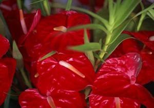 弘前駅前のビジネスホテル【東横INN弘前駅前】の魅力と利用ガイド